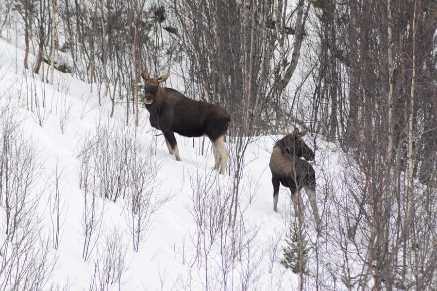 Abisko: Snowmobile Sightseeing Tour - Choosing your snowmobile seat