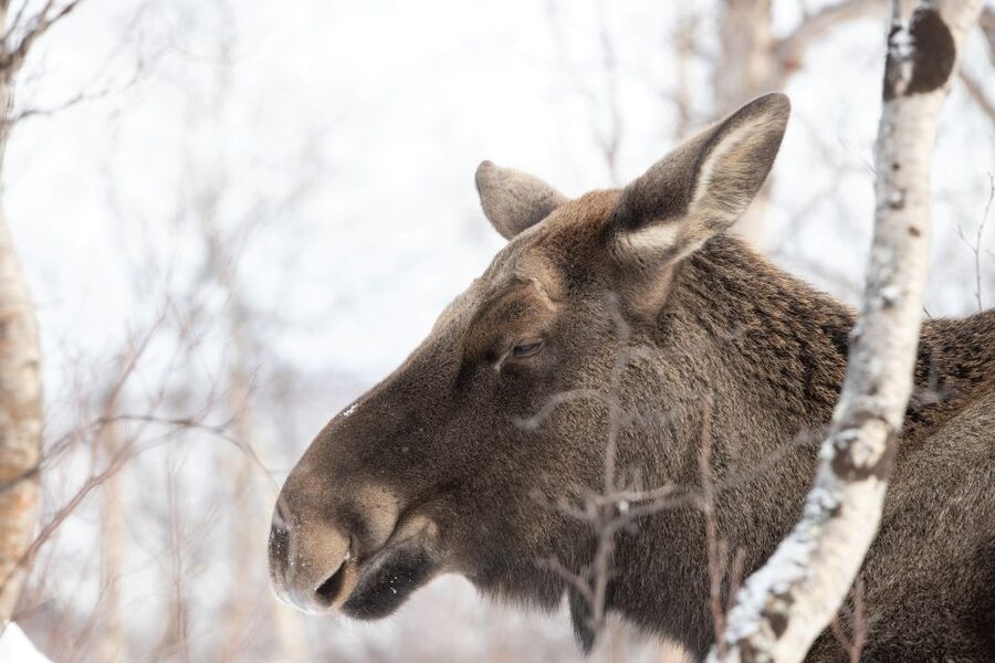 Abisko: Wilderness Snowshoe Hike - Key details before you book