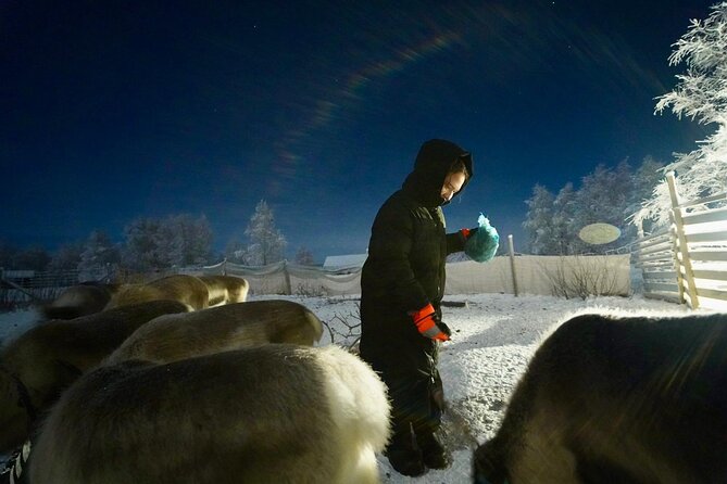 Arctic Adventure with Reindeer and Northern Lights Hunt 18:30 pm - Sámi culture beyond a quick photo stop