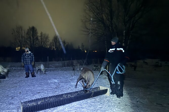 Arctic Adventure with Reindeer and Northern Lights Hunt 18:30 pm - Searching for the Northern Lights on the return route