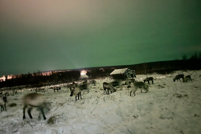 Arctic Adventure with Reindeer and Northern Lights Hunt 18:30 pm - Food, warmth, and the practical comforts