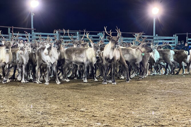 Arctic Adventure with Reindeer and Northern Lights Hunt 18:30 pm - Is $250 a fair price?