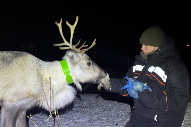 Arctic Adventure with Reindeer and Northern Lights Hunt 18:30 pm - Who will enjoy this Kiruna evening most?