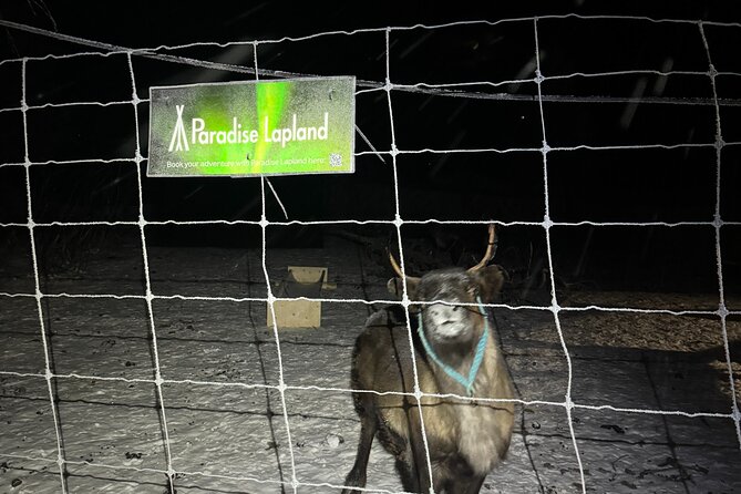 Arctic Adventure with Reindeer and Northern Lights Hunt 18:30 pm - The minibus ride from Kiruna at 6:30 pm