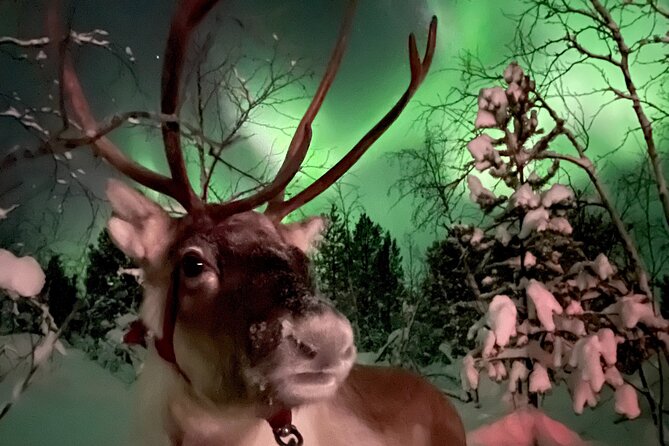 Aurora Hunting with Reindeer Caravan - Searching the sky for the northern lights