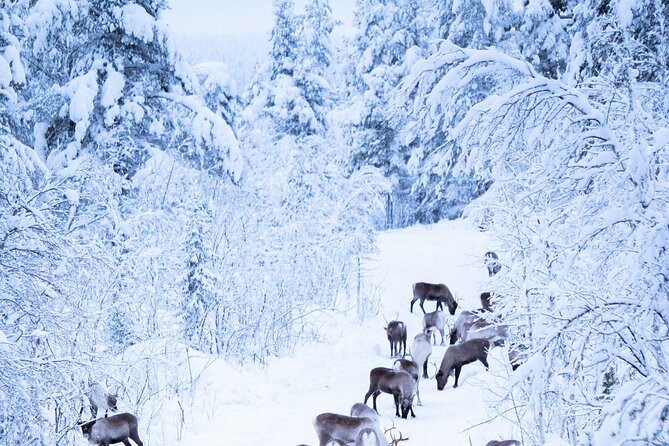 Aurora Hunting with Reindeer Caravan - Warm clothing, transport, and group size