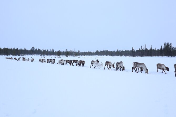 Aurora Hunting with Reindeer Caravan - Is $321 a fair price?