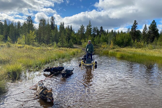 Autumn Husky Sit and Drive Cart Tour from Kiruna - Learning to harness and drive the dogs