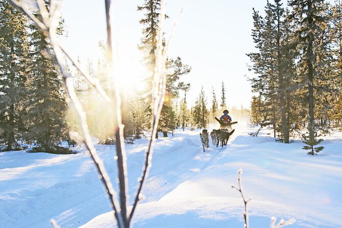 Dogsled Adventure Kiruna - Six details that shape your day