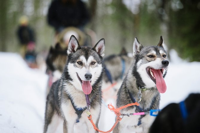 Dogsled Adventure Kiruna - How much value do you get for $308.43?