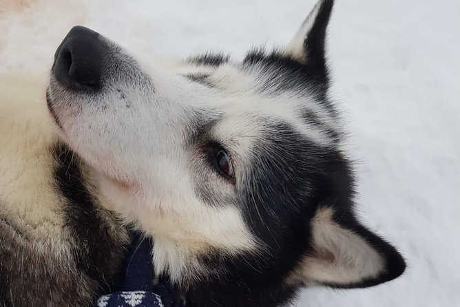 Dogsled Adventure Kiruna - The cold is not a footnote