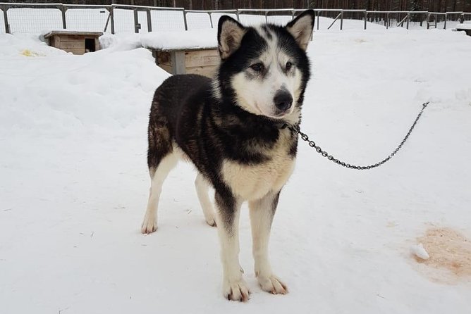 Dogsled Adventure Kiruna - Booking details that matter