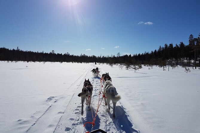 Dogsled Adventure Kiruna - Riding through snowy forest outside Kiruna