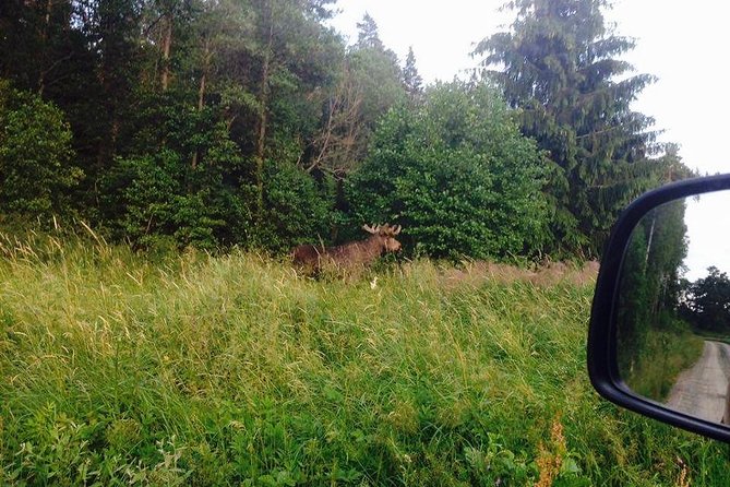 Evening Wildlife Safari from Stockholm - Leaving Stockholm for the Swedish countryside