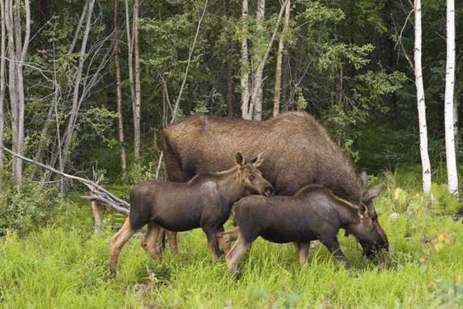 Evening Wildlife Safari from Stockholm - The short forest walk and Viking rune stones