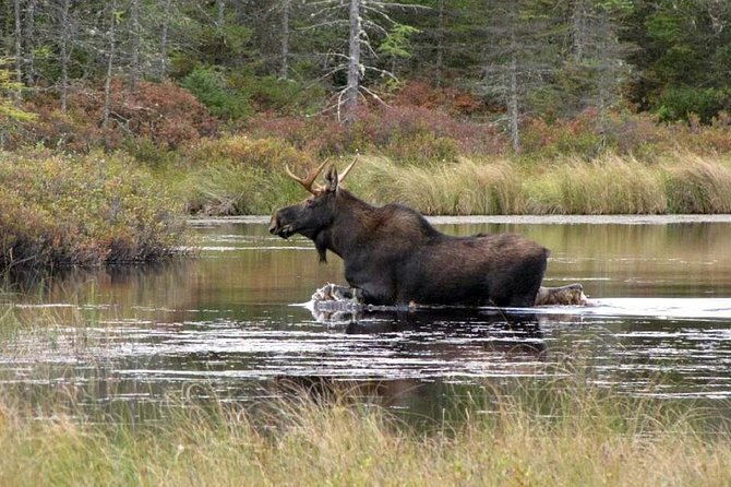 Evening Wildlife Safari Stockholm - A short walk through the forest