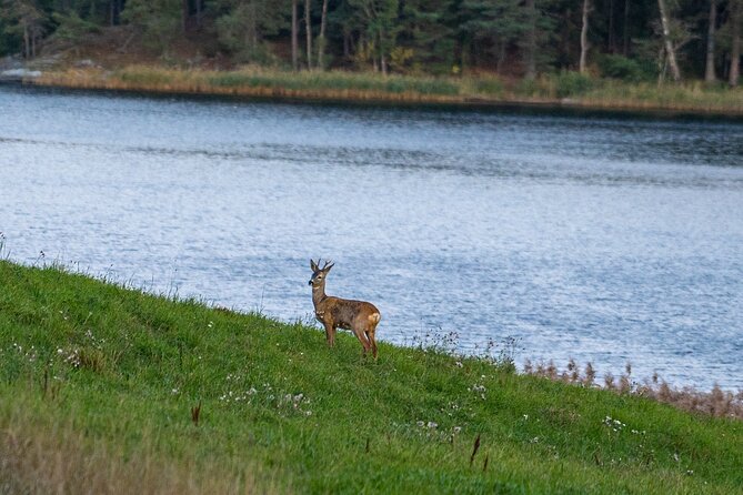 Evening Wildlife Safari with Campfire Dinner from Stockholm - Leaving Stockholm for Tyresta National Park