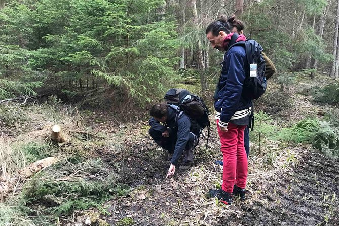 Evening Wildlife Safari with Campfire Dinner from Stockholm - Swedish Fika, Fire, and Dinner by the Water