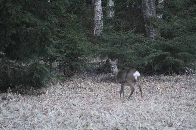Evening Wildlife Safari with Campfire Dinner from Stockholm - How Much Value Do You Get for $166.76?