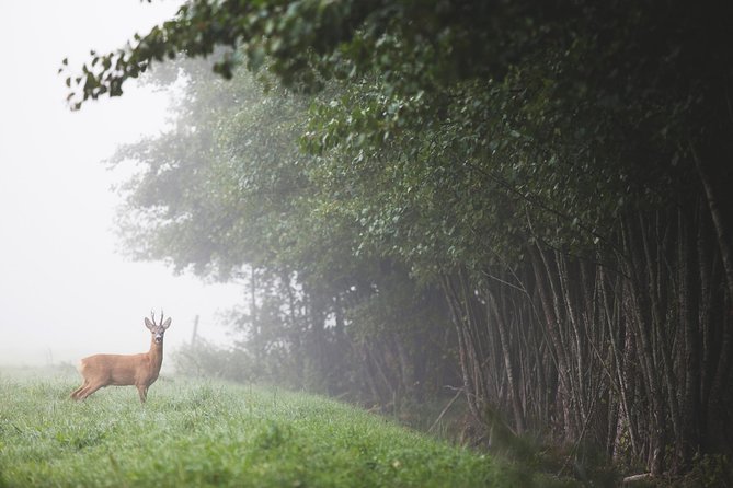 Evening Wildlife Safari with Campfire Dinner from Stockholm - Best Time to Book and What to Bring