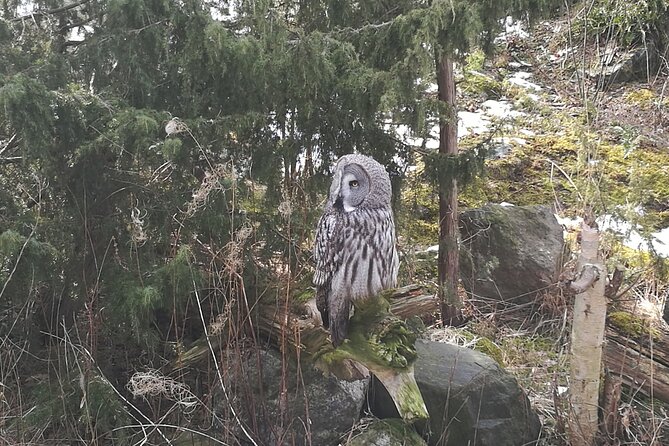 Evening Wildlife Safari with Campfire Dinner from Stockholm - Searching for Wildlife After Dusk