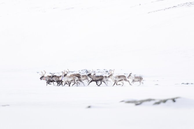 Explore the Norwegian Fjords and the Wildlife From Abisko - A guide who shapes the day