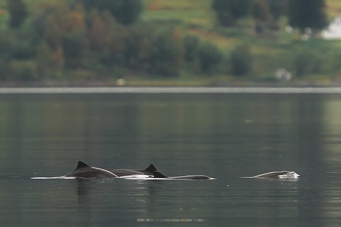 Explore the Norwegian Fjords and the Wildlife From Abisko - What six hours feels like