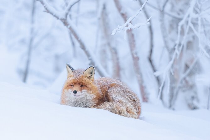 Explore the Norwegian Fjords and the Wildlife From Abisko - Why the changing route matters