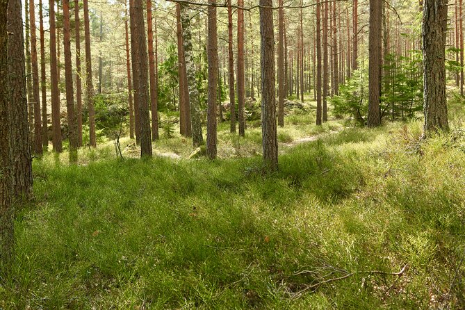 Forestbathing Slow Walking and Healing Spring Water, Stockholm - The natural spring and the idea of healing water