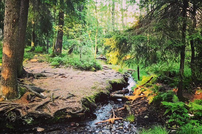 Forestbathing Slow Walking and Healing Spring Water, Stockholm - Food, tea, and the personal touch