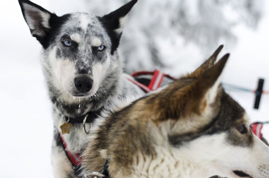 From Abisko: Dog Sledding Excursion to Kiruna with Fika - The 10 to 12 kilometer sled circuit