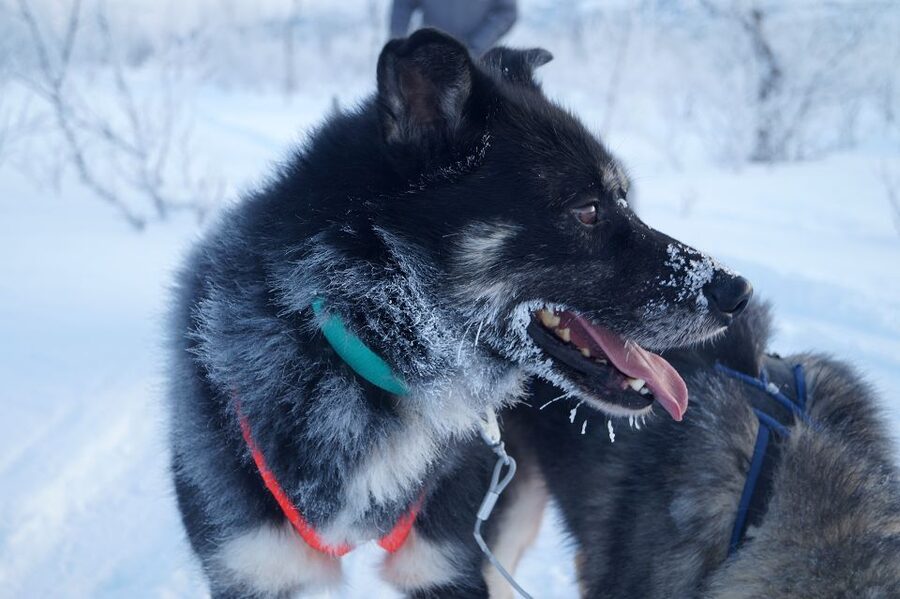 From Abisko: Dog Sledding Excursion to Kiruna with Fika - Meeting the huskies before and after the ride