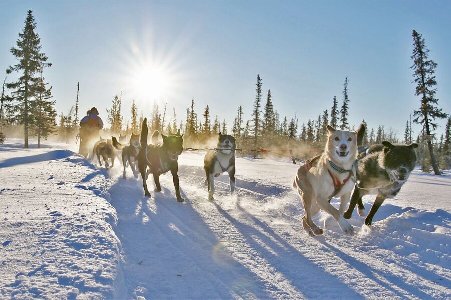 From Abisko: Dog Sledding Excursion to Kiruna with Fika - Is $276 a fair price?
