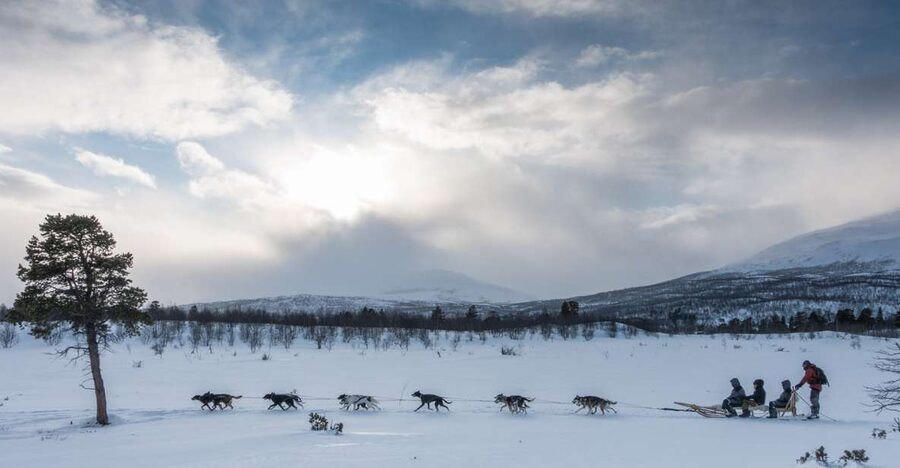 From Abisko: Dog Sledding Excursion to Kiruna with Fika - Should you book it?