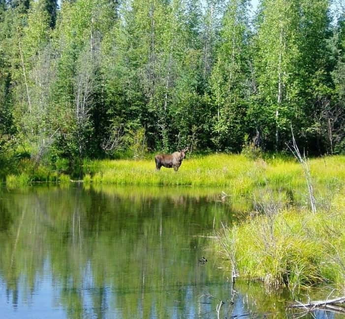 From Stockholm: Moose & Wildlife Safari with Campfire Dinner - The key points at a glance