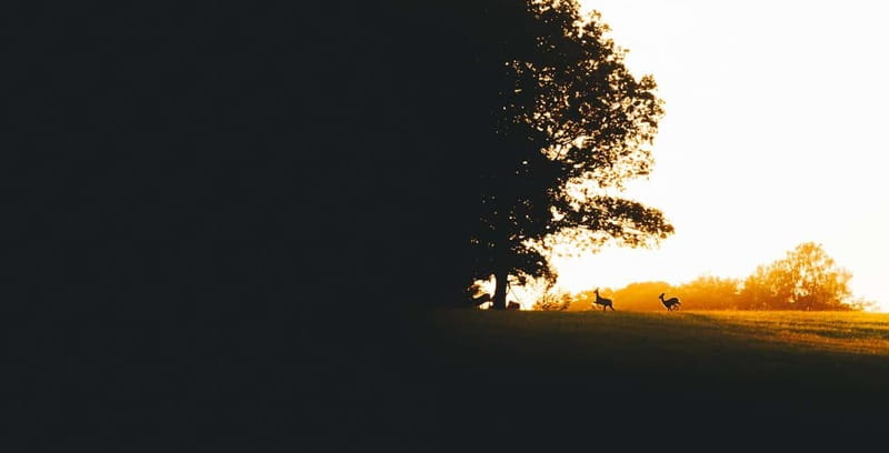 From Stockholm: Moose & Wildlife Safari with Campfire Dinner - Should you book the moose safari?