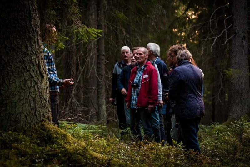 From Stockholm: Moose & Wildlife Safari with Campfire Dinner - Learning to read the forest