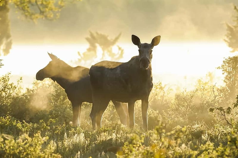 From Stockholm: Moose & Wildlife Safari with Campfire Dinner - What the $151 price really covers