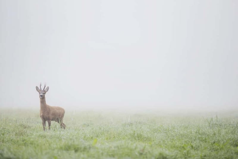 From Stockholm: Moose & Wildlife Safari with Campfire Dinner - Practical tips for a better evening