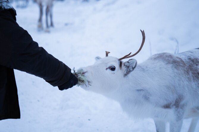 Full-Day Reindeer Tour with Pickup in Kiruna - Lunch in a Sámi tent by the fire