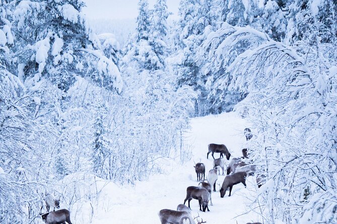Full-Day Reindeer Tour with Pickup in Kiruna - Is the $309 price fair?