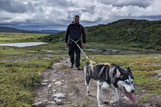 Half Day Guided Walk with Huskies - Through forest openings toward Ridvadet