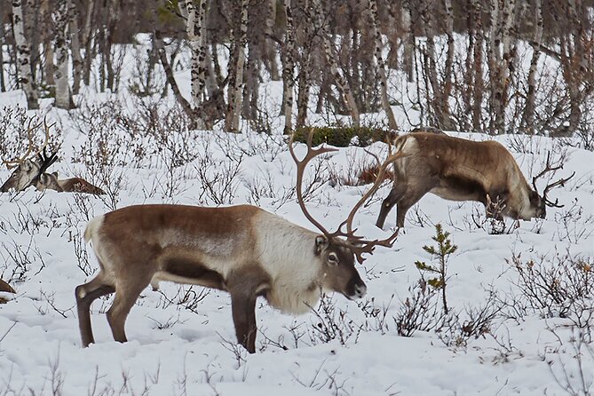 Half day Wildlife and Nature Photography - The best stops depend on the weather