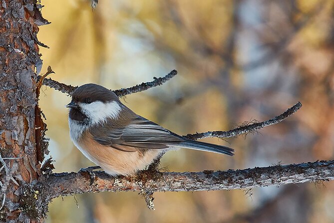 Half day Wildlife and Nature Photography - Camera practice before the search begins