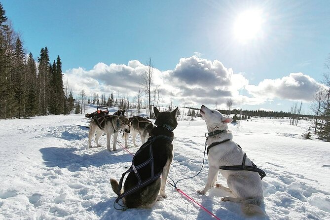 Husky Sledding Tour - Getting suited and meeting the athletes