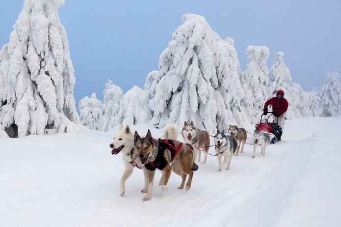 Husky Sledding Tour - Rewarding the dogs after the run