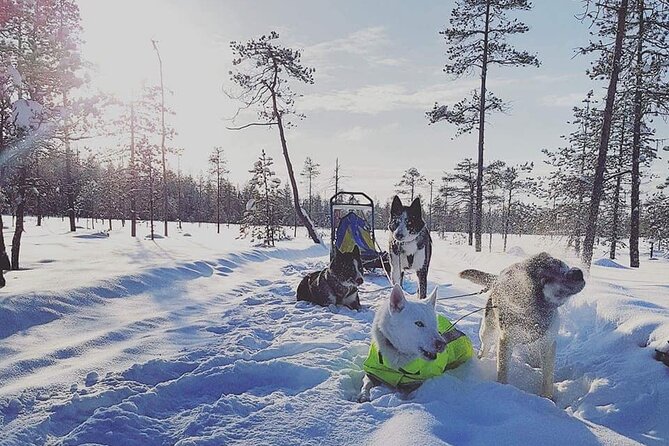 Husky Sledding Tour - A homemade stew around an open fire