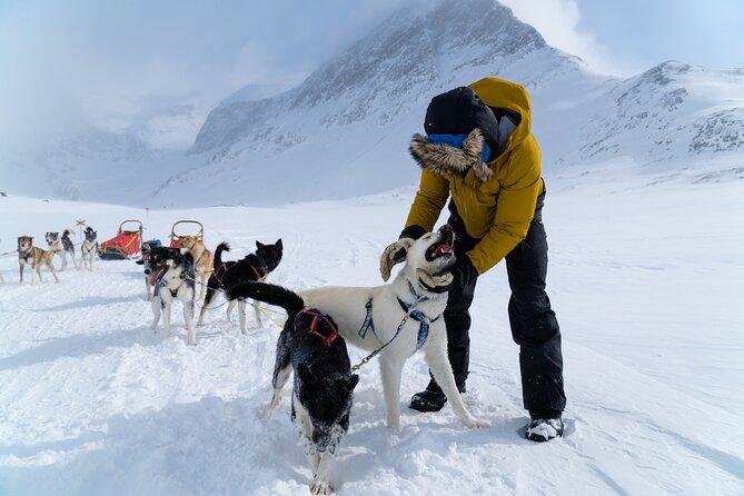 Husky Sledding Tour - Sledding through the wide spaces of Lapland Sweden