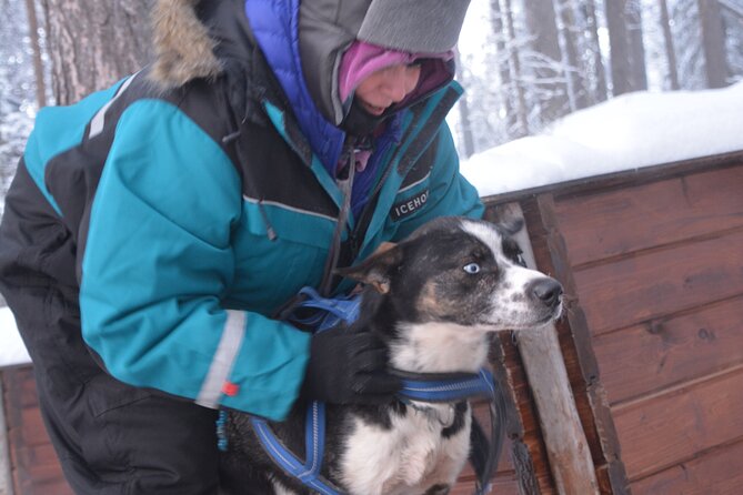 Husky Tour Sit and Drive Combo Tour from Kiruna - What makes this Kiruna husky outing different