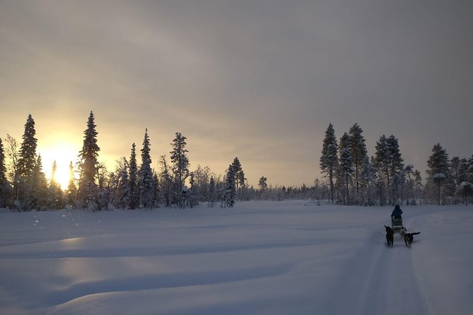 Husky Tour Sit and Drive Combo Tour from Kiruna - Learning to drive a two-person sled